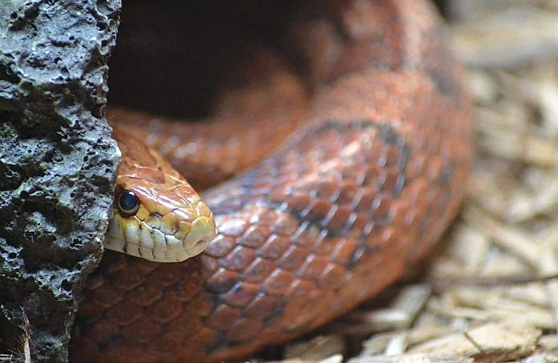 snake hiding behind rock