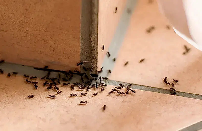 ants in a home