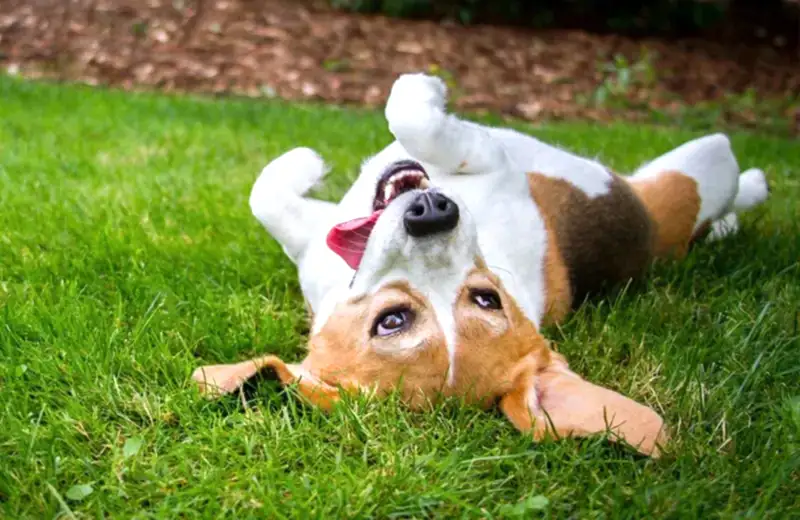 dog rolling on grass outside