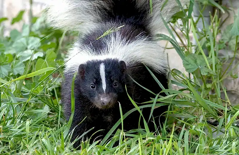 skunk in front of house