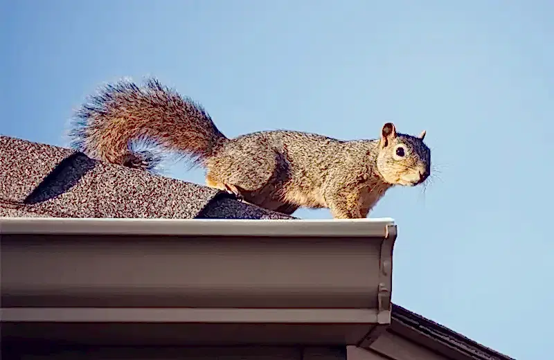 squirrel on a house roof