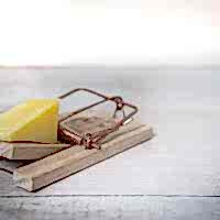 mouse trap with cheese