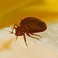 bed bug on fabric