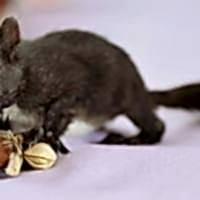 baby squirrel
